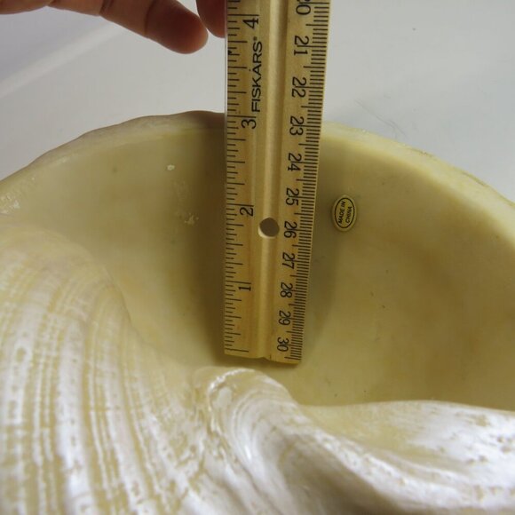 Faux Sea shell light pink & cream some iridescences  9" long 5" tall - Picture 11 of 12